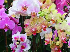 Malattie delle orchidee