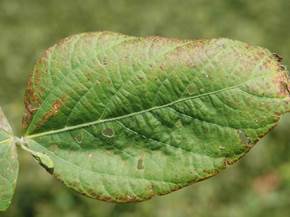 Malattie fungine