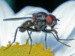Mosca del cavolo
