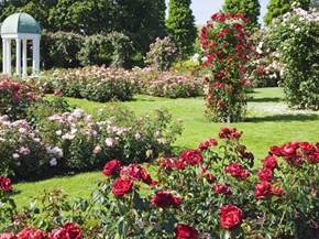 Principali malattie delle rose