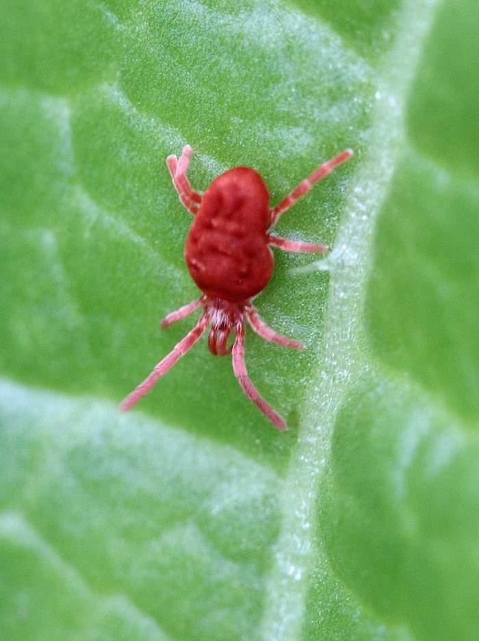 Ragnetto rosso 