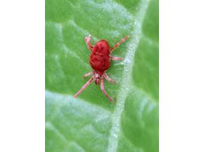 Ragnetto rosso