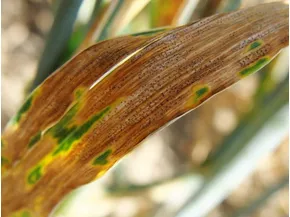 Riconoscere la septoriosi