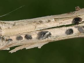 Sclerotinia