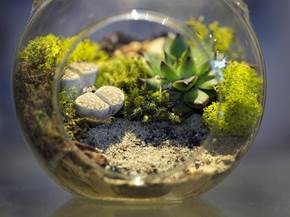 Costruire un terrario
