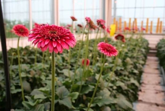 serre fiori