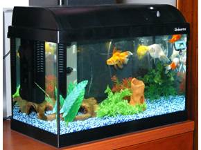 Acquario in casa