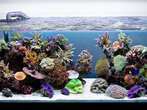 Allestimento di un acquario