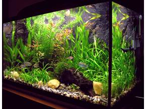 Allestire un acquario
