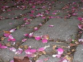 Modelli di piastrelle da giardino