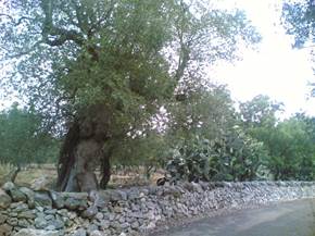 Muro ecologico