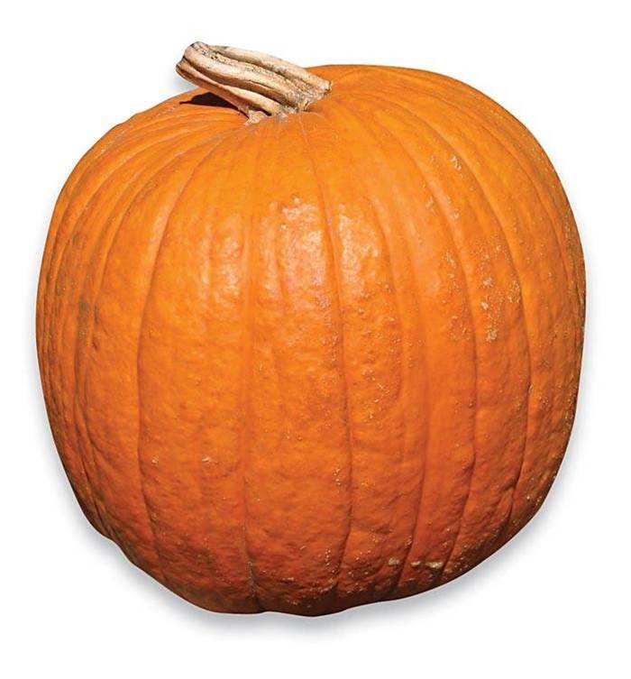 zucca