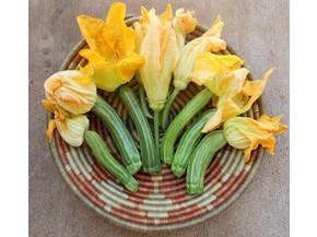 Coltivare zucchine in vaso