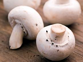 Coltivazione dei funghi champignon