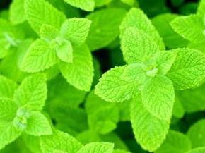 Coltivazione della menta
