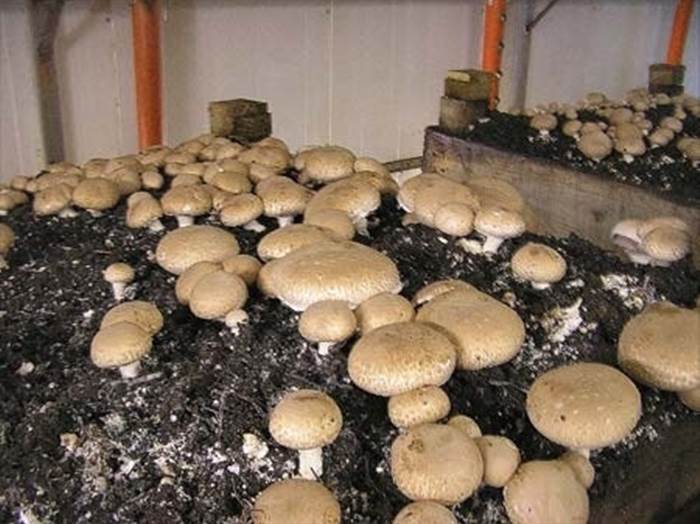 funghi 