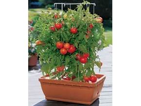 Come coltivare i pomodori