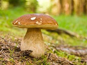 I segreti della coltivazione funghi porcini
