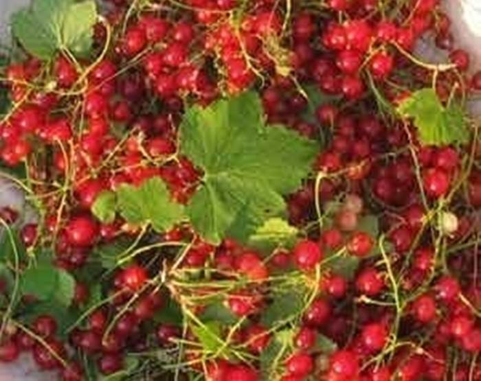 ribes arbusto 