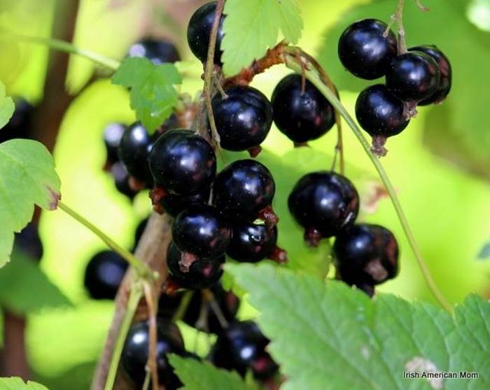 ribes grappolo 