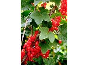 La coltivazione del ribes