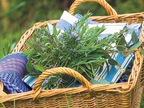 Piante aromatiche in casa