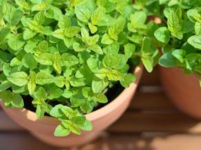 Realizzare l'orto sul balcone