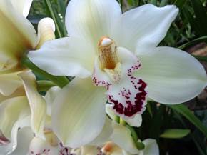 Come avviene la riproduzione nelle orchidee