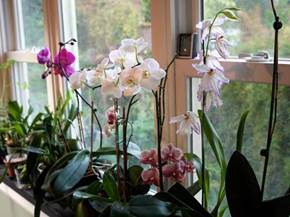 Come coltivare orchidee