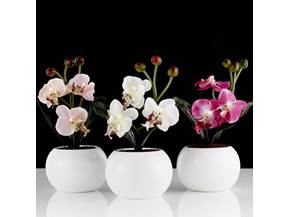 Come realizzare mini orchidee