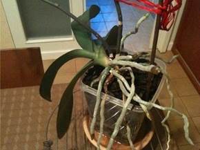 Come scegliere i vasi per orchidee