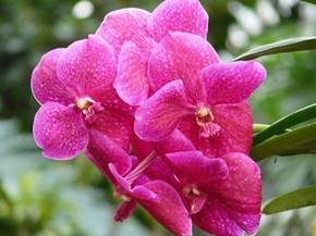 Come scegliere il terreno per orchidee