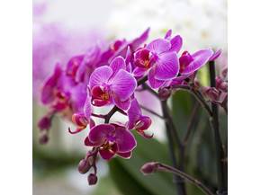 Cura delle orchidee