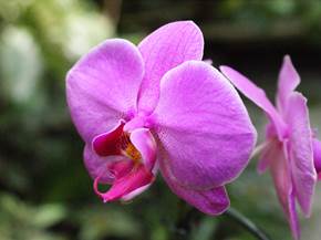 Dove posizionare le orchidee in casa