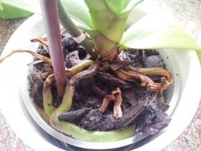 Il rinvaso orchidee