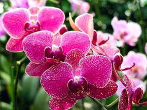 La fioritura delle orchidee