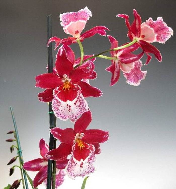 orchidea cambria3
