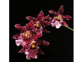 Le migliori Orchidee Cambria