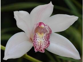 Le migliori orchidee Cymbidium