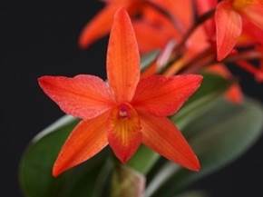 Le migliori Orchidee  Oncidium