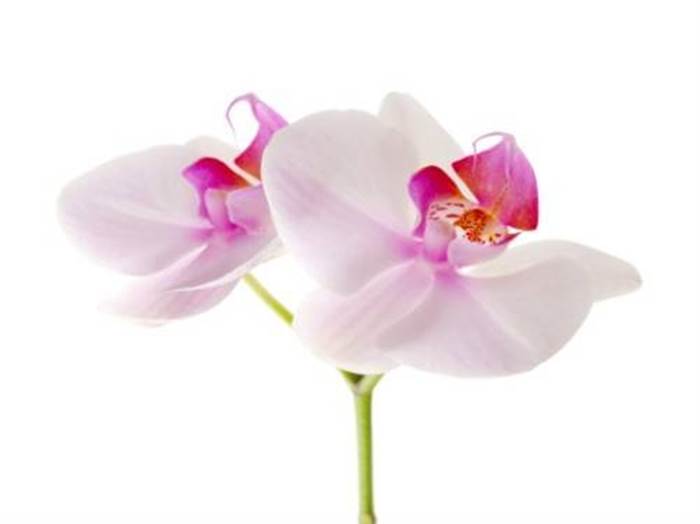 fiore orchidea
