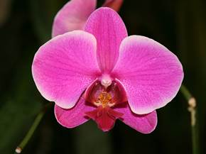 Manutenzione e cura delle orchidee