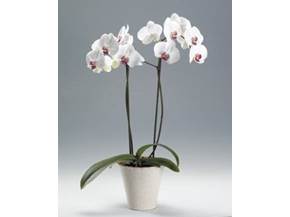 Orchidee Phalaenopsis come coltivarle