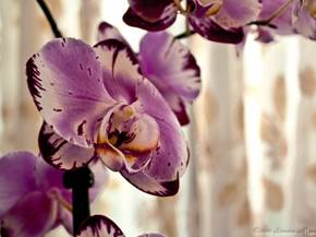 Quando scegliere un'orchidea Vanda