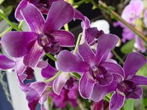 Scegliere le orchidee Dendrobium
