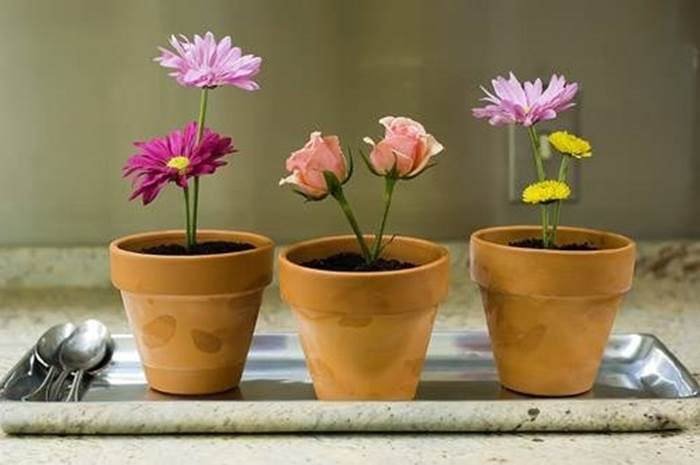 Ciuffo di portulaca