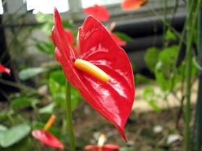 Coltivazione dell'anthurium