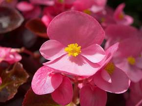 La begonia e le sue varietà