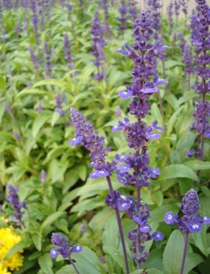 Foglie di salvia officinalis viste da vicino.