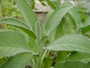 Salvia officinalis: utilizzi e coltivazione